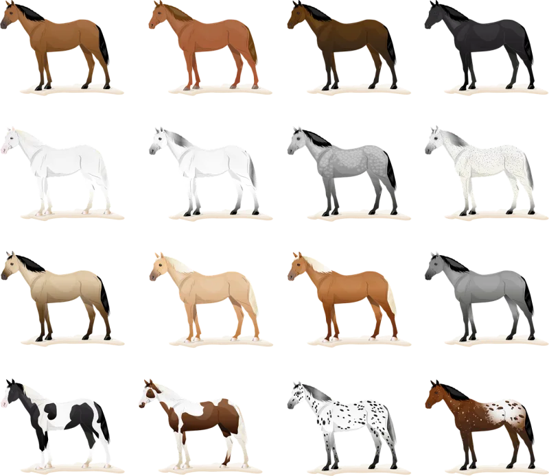 Horse horses Coat color Equine coat colors Stickdatei – Tiere