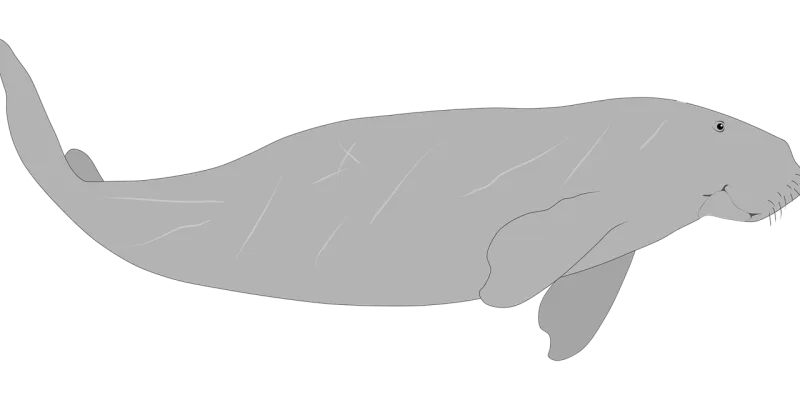 Manatee Sea cow Mammal Stickdatei – Sport
