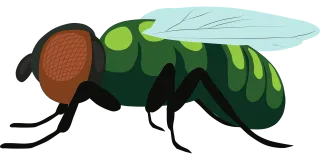 Fruit fly Fly Insect Stickdatei