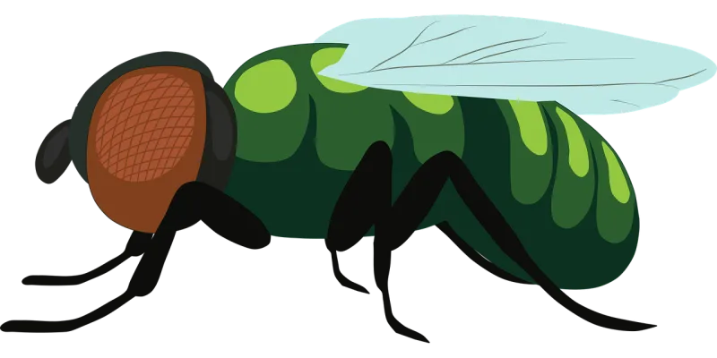 Fruit fly Fly Insect Stickdatei – Essen & Trinken