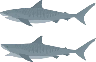 Shark Tiger shark Fish Stickdatei