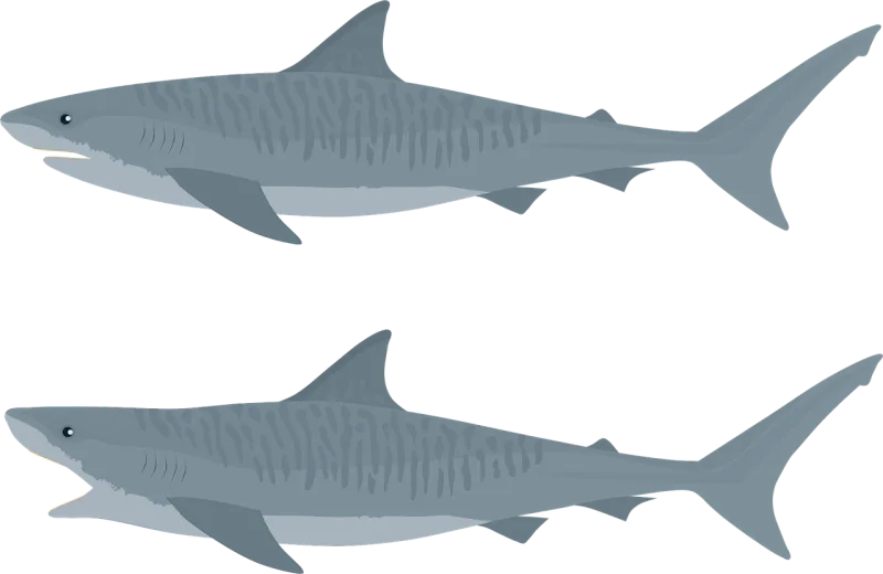 Shark Tiger shark Fish Stickdatei – Sport