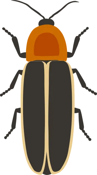 Firefly Lighting beetle Beetle Stickdatei