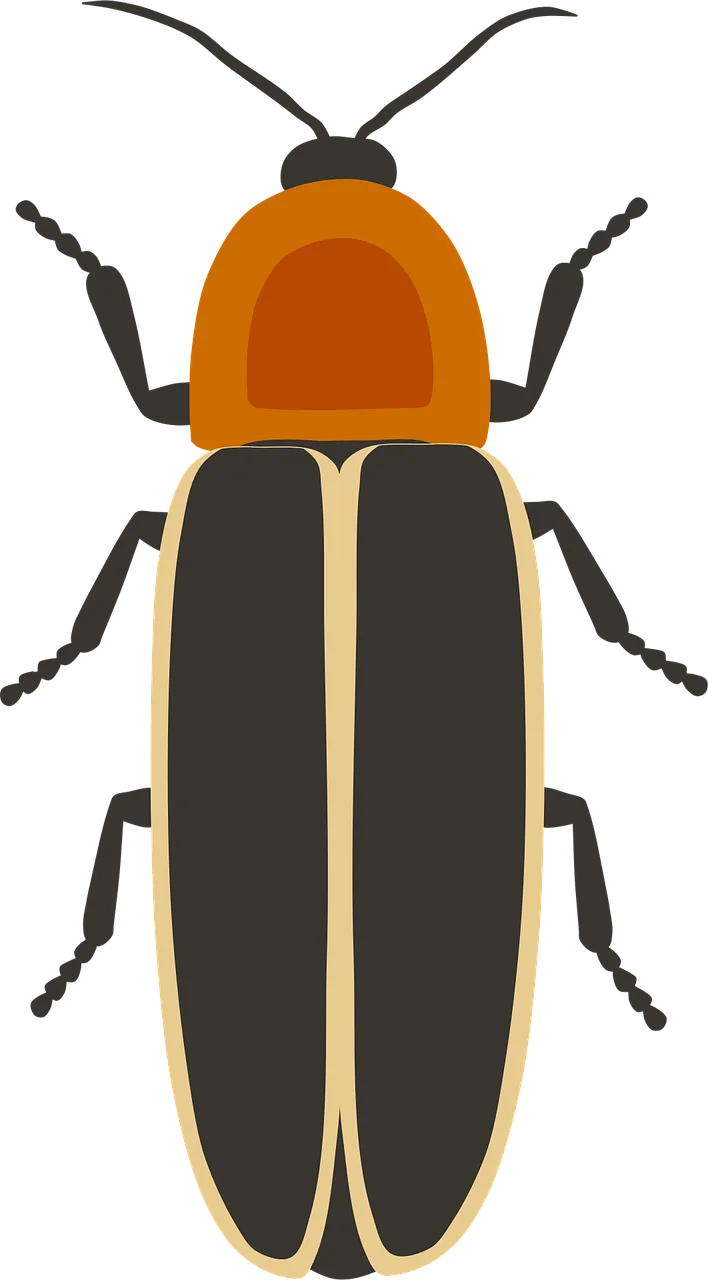 Firefly Lighting beetle Beetle Stickdatei – Tiere