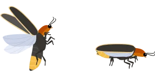 Firefly Lighting beetle Beetle Stickdatei