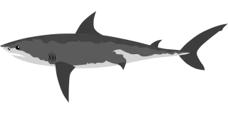 Shark Fish Sea Stickdatei