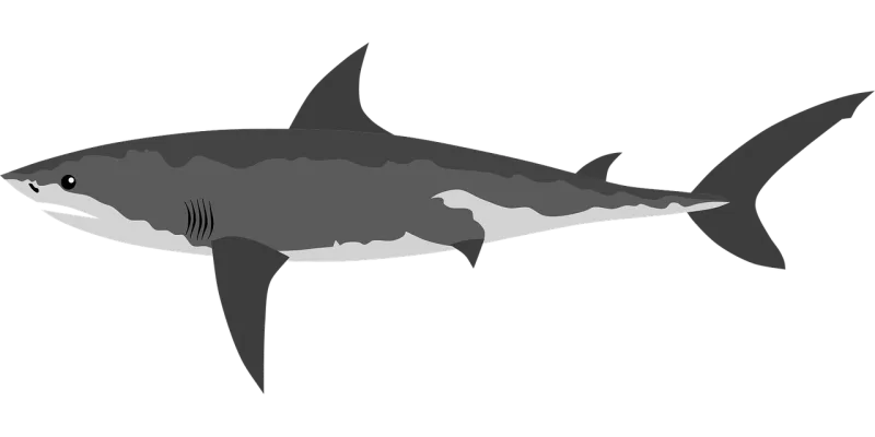Shark Fish Sea Stickdatei – Sport