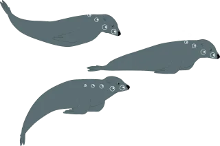 Sea lion Seal Water Stickdatei