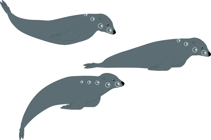 Sea lion Seal Water Stickdatei – Tiere