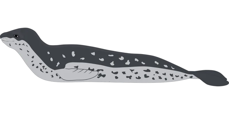 Leopard seal Seal Leopard Stickdatei – Kinder