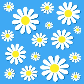 Chamomile Beautiful wallpaper Beautiful flowers Stickdatei