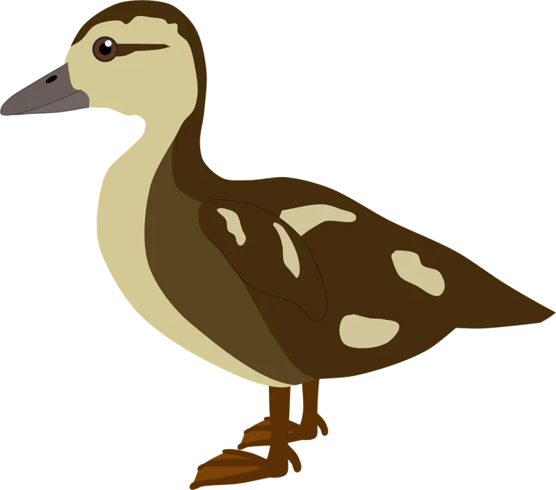 Duckling Duck Nature Stickdatei – Tiere