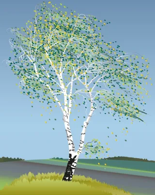 Birch tree Birch tree illustration Nature Stickdatei