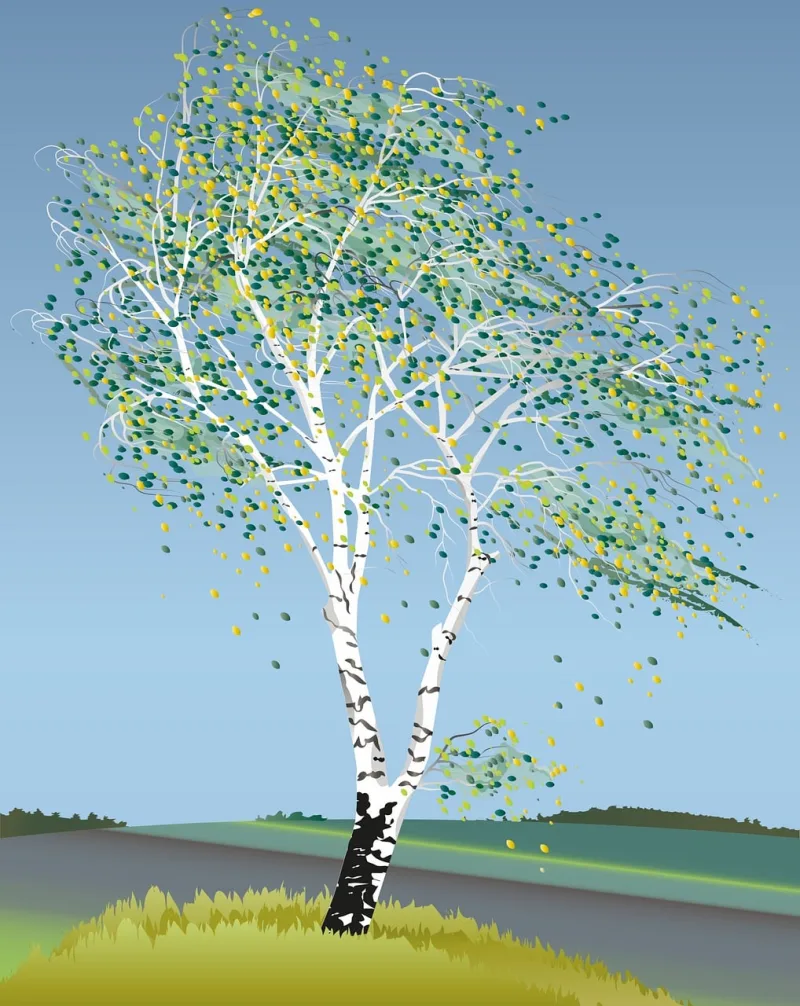 Birch tree Birch tree illustration Nature Stickdatei – Natur