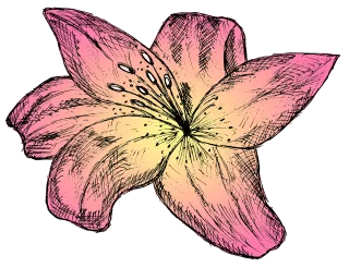 Lily Flower Pink flower Stickdatei