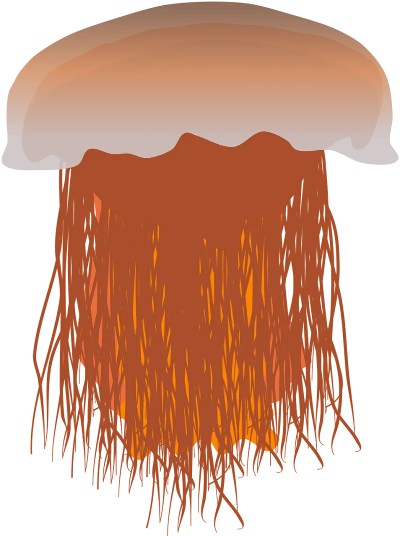 Jellyfish Lion's mane jellyfish Creature Stickdatei – Tiere