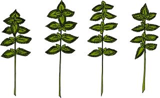 Herbs Basil Herb Stickdatei