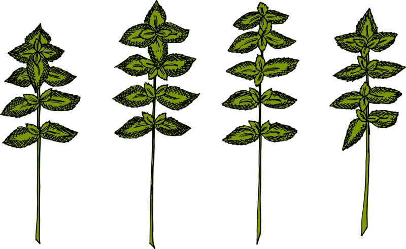 Herbs Basil Herb Stickdatei – Blumen