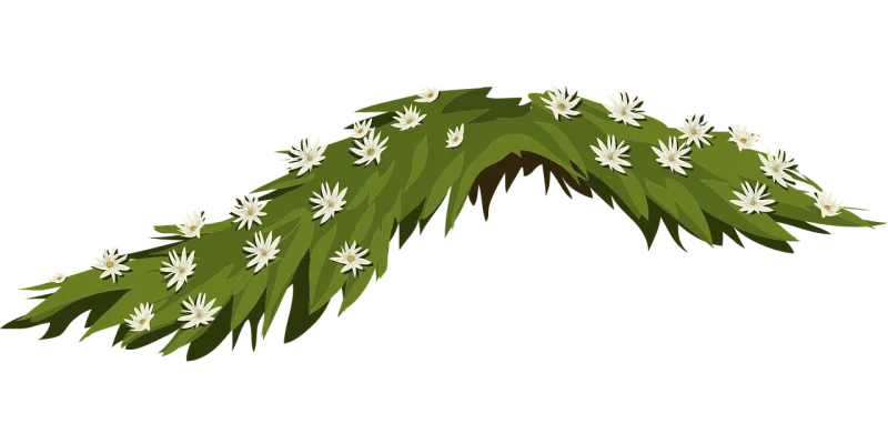 Flowers Beautiful flowers Jasmine Stickdatei – Blumen