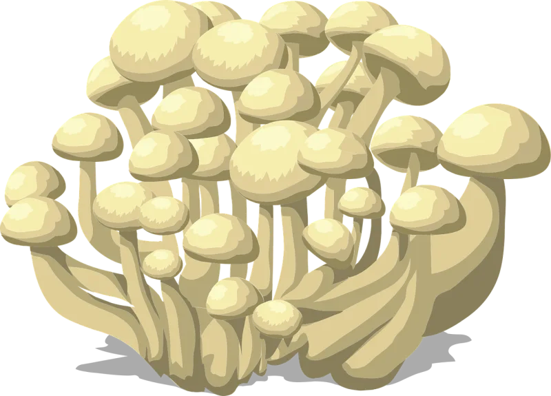 Mushrooms White Fungus Stickdatei – Natur