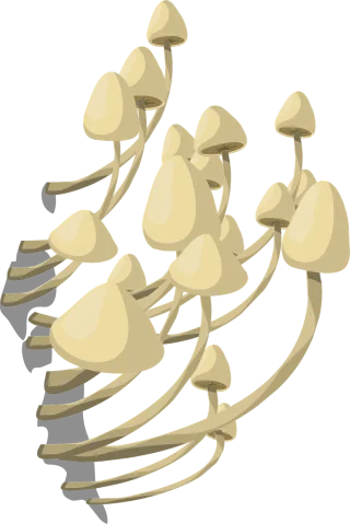 Mushrooms White Fungus Stickdatei