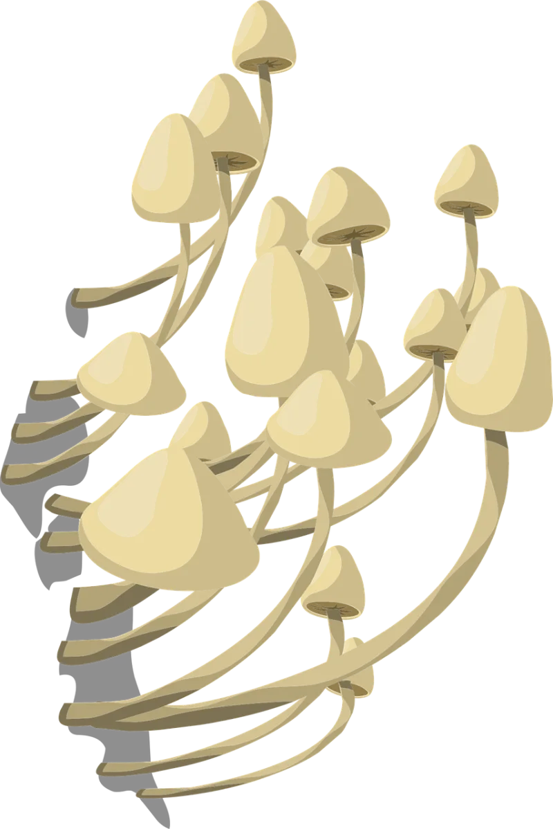 Mushrooms White Fungus Stickdatei – Natur