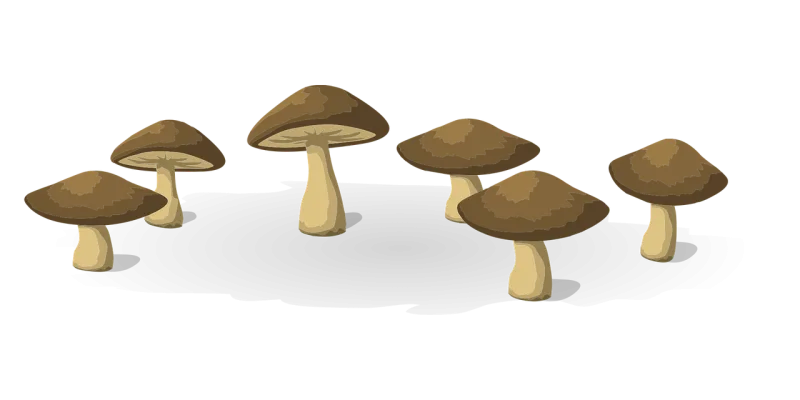 Mushrooms Vegetables Food Stickdatei – Natur