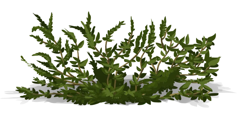 Bush Shrub Green Stickdatei – Natur