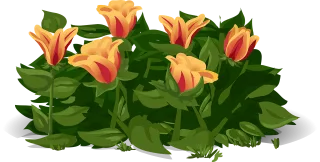 Tulips Flowers Plants Stickdatei