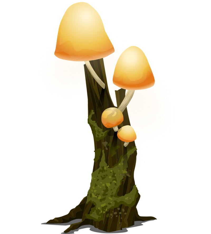 Trees Woods Mushrooms Stickdatei – Natur