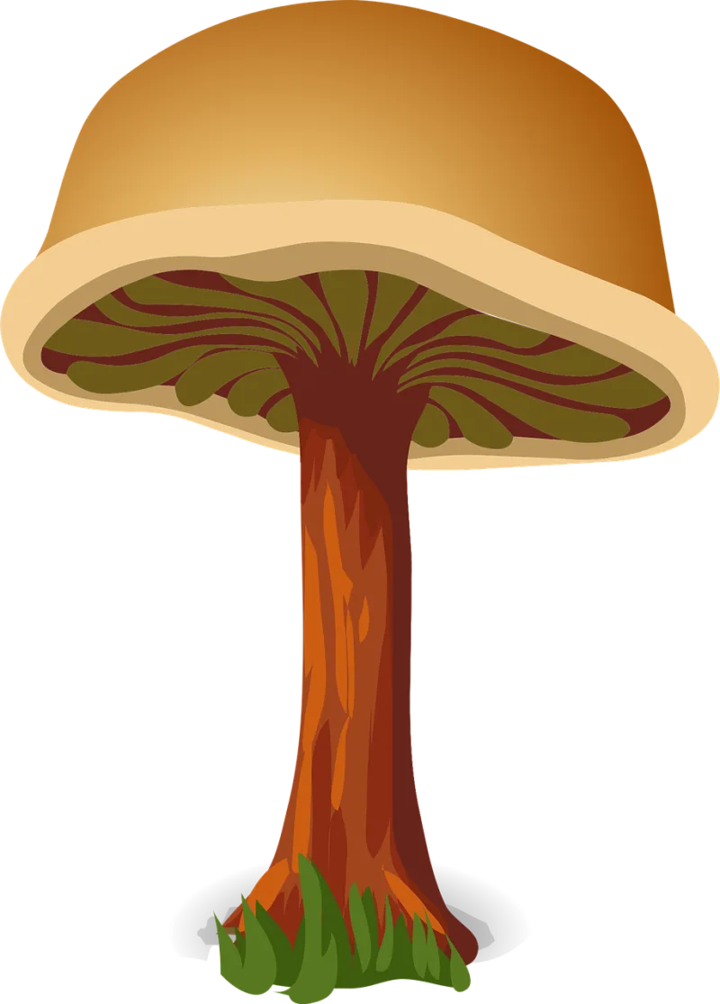 Mushroom Brown Harmless Stickdatei – Natur