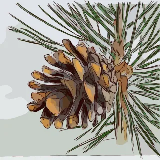 Cone Pine Tree Stickdatei – Weihnachten