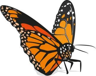 Butterfly Insect Animal Stickdatei