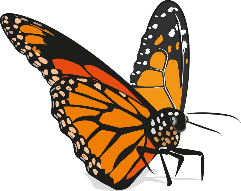 Butterfly Insect Animal Stickdatei – Tiere