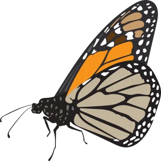 Butterfly Insect Wings Stickdatei