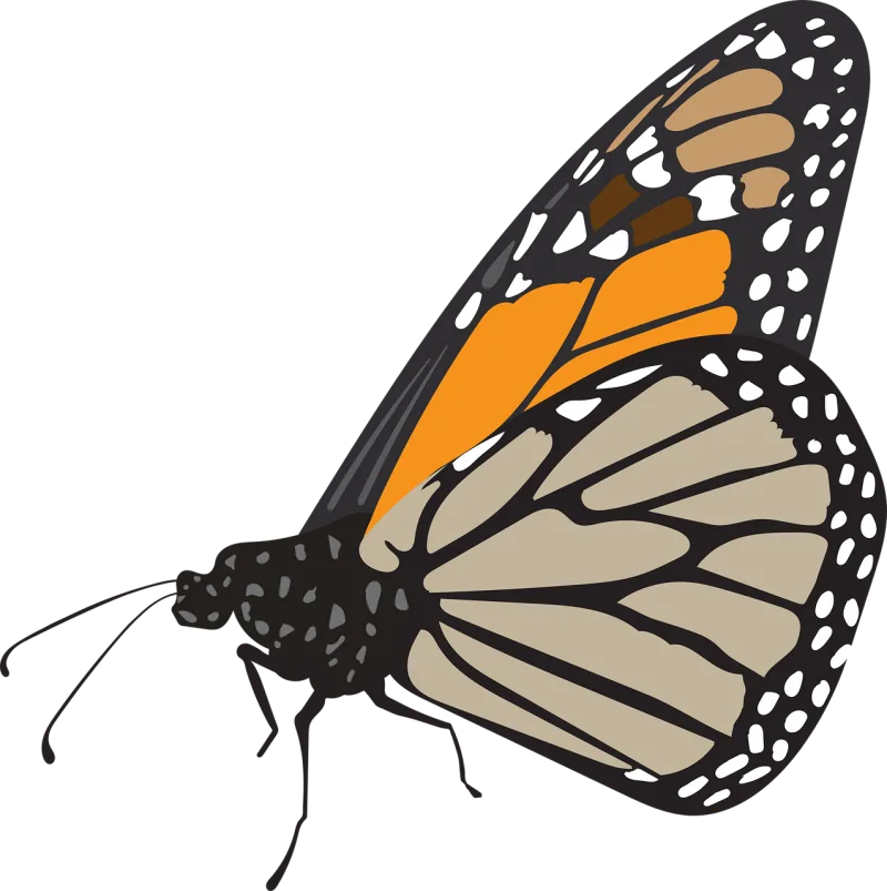 Butterfly Insect Wings Stickdatei – Tiere
