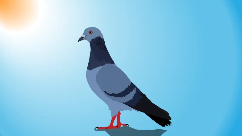 Pigeon Dove Bird Stickdatei – Natur