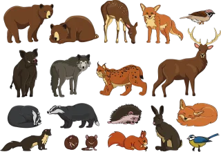 Animal Badger Bear Stickdatei