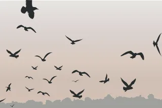 Birds Flying Sky Stickdatei
