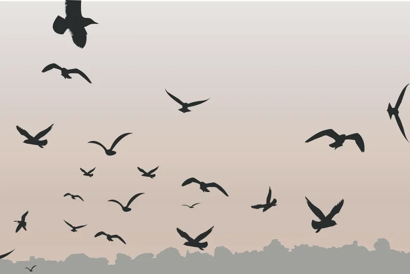 Birds Flying Sky Stickdatei – Natur