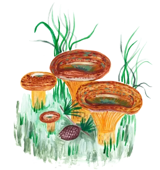 Mushrooms Mushroom Watercolor Stickdatei