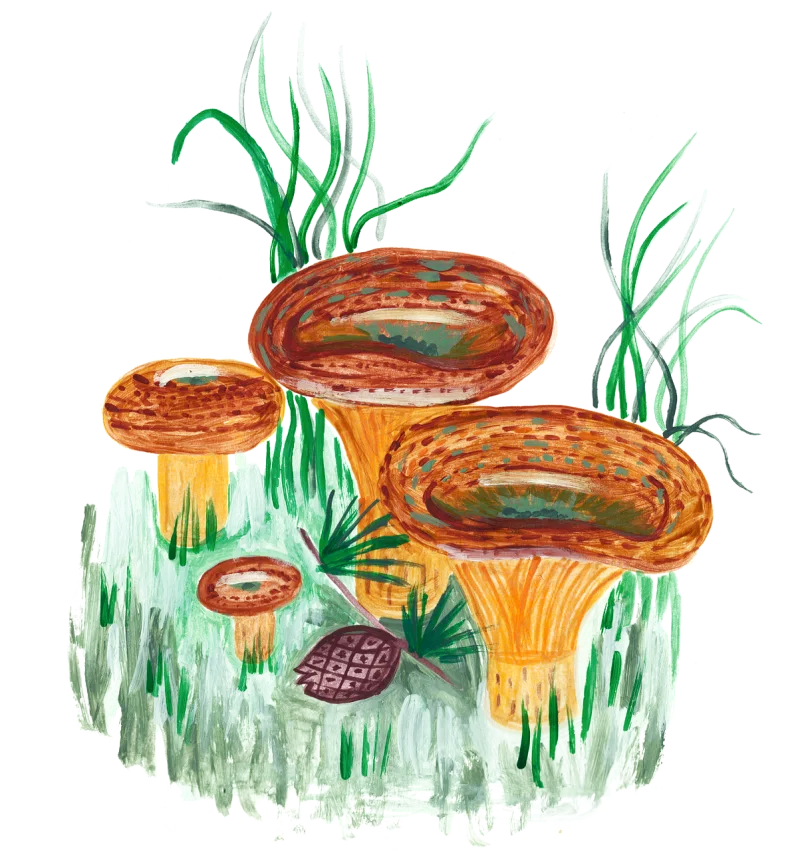 Mushrooms Mushroom Watercolor Stickdatei – Natur