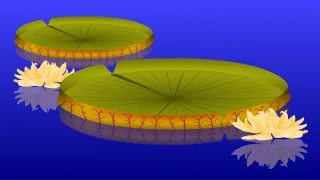 Lily pad Plant Pond Stickdatei