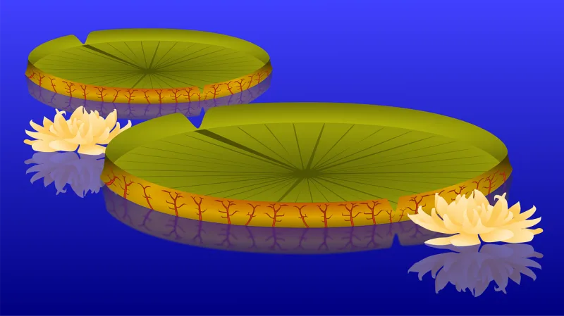 Lily pad Plant Pond Stickdatei – Blumen