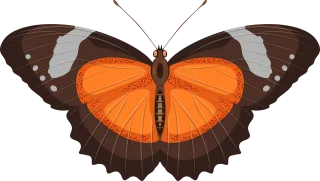 Butterfly Insect Wings Stickdatei