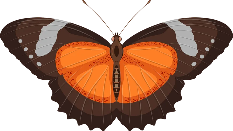 Butterfly Insect Wings Stickdatei – Tiere