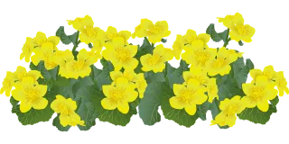 Flowers Marsh marigolds Marigolds Stickdatei