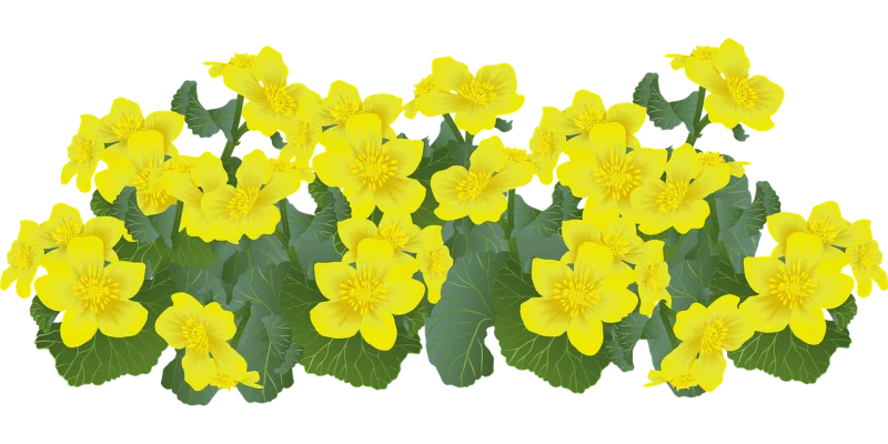 Flowers Marsh marigolds Marigolds Stickdatei – Blumen