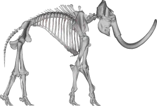 Woolly mammoth Animal 3d Stickdatei