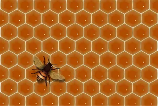 Bee Insect Nature Stickdatei